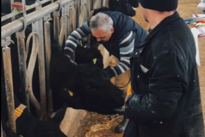 26 ilde hayvan sağlığı seferberliği... Aşılama ve hastalık taramaları sürüyor