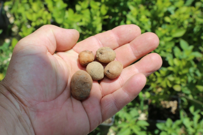Bursa’da organik salep üretimi başlıyor