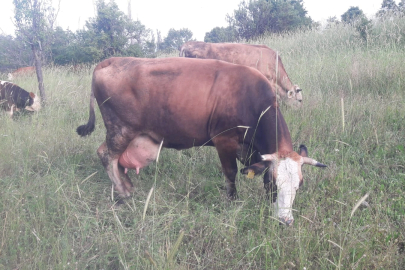 Bilecik Pazaryeri'nde çok sayıda mahalle ve köy karantinada