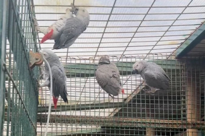 İstanbul'da kaçak yaban hayvanı operasyonu... 20 Afrika gri papağanına el konuldu