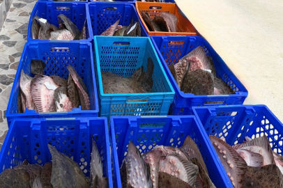 Yasadışı kalkan avcılığına müdahale! 169 balık Darülaceze'ye teslim edildi